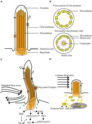 Primary Cilia and Atherosclerosis